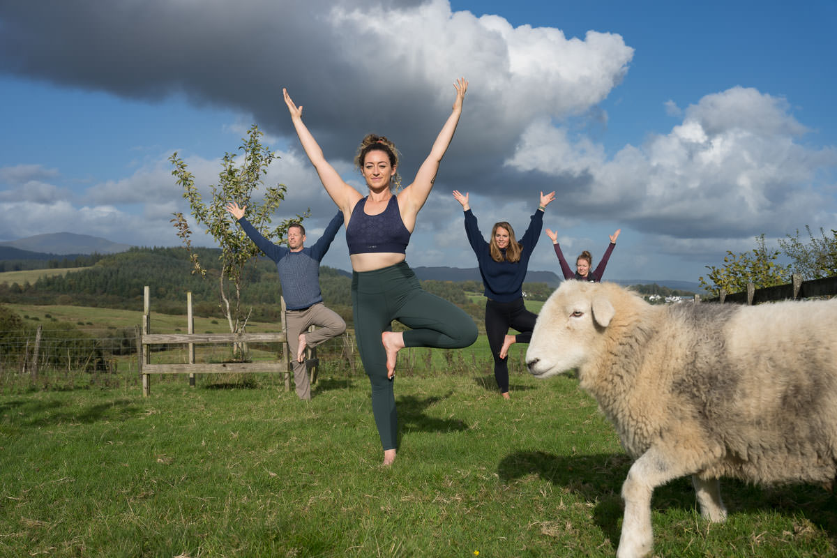 Yoga with sheep
