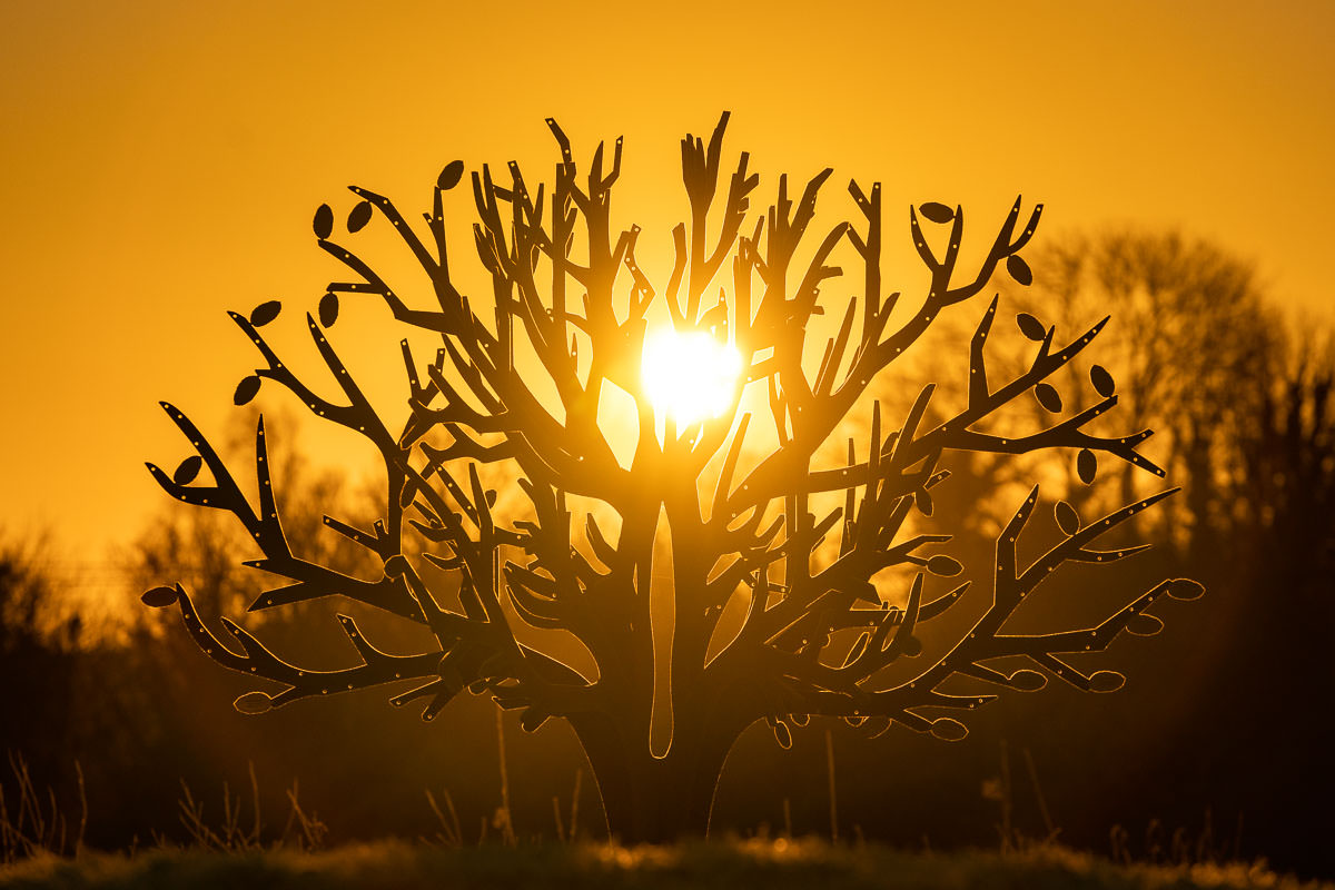 sunset through memory tree